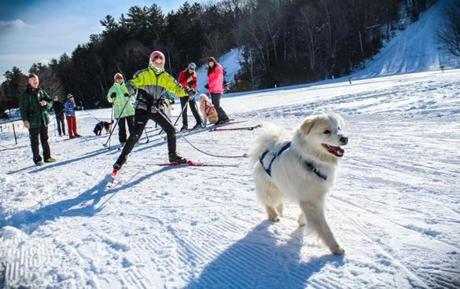 Cross country skiers and their dogs get in a skijoring workout at Gunstock Mountain.
